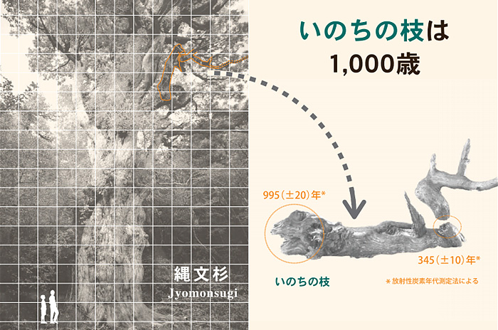 いのちの枝は1000歳