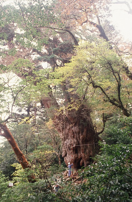 代表的な屋久杉(縄文杉)