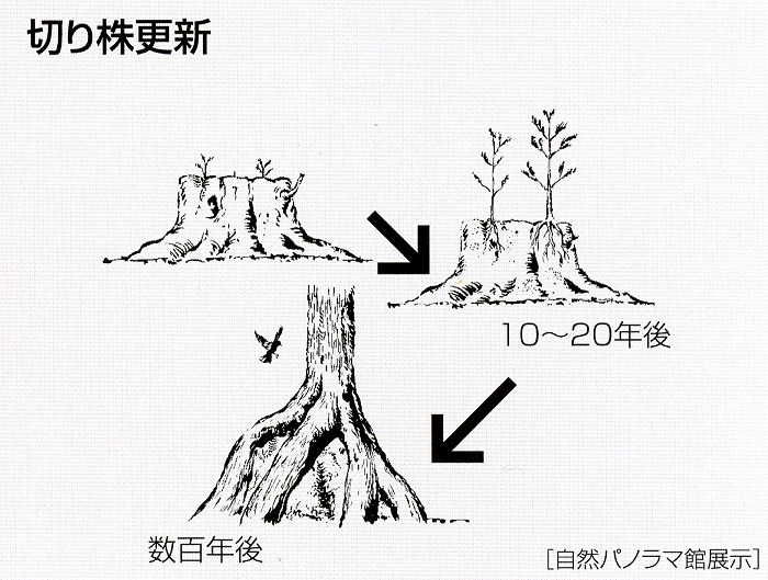 切り株更新