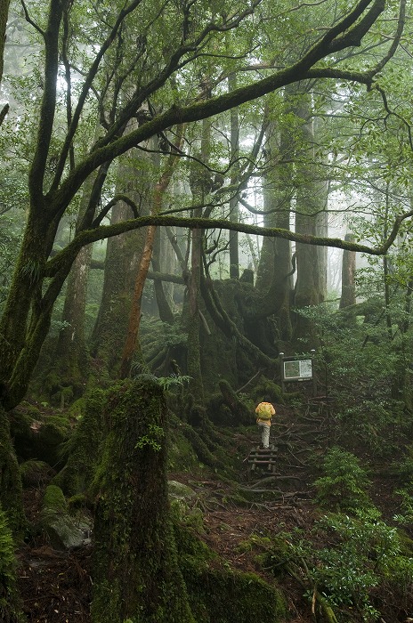 登山道