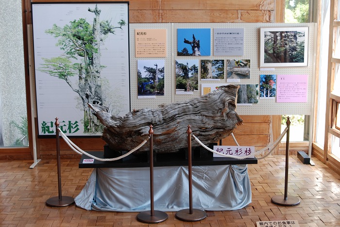 紀元杉の先端の大枝