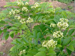 永发黄花梨树苗基地