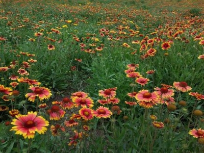 宿根天人菊種子夏季能種嗎？