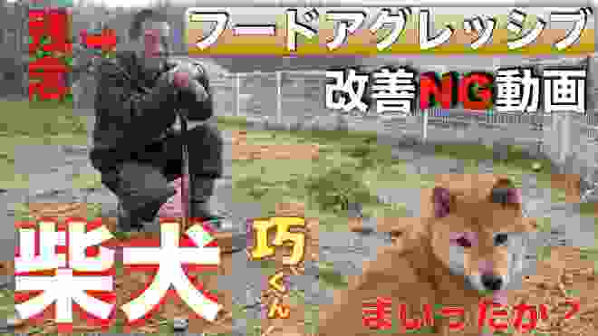 【NG】噛む柴犬！フードアグレッシブ(食べ物への執着による攻撃性)改善方法