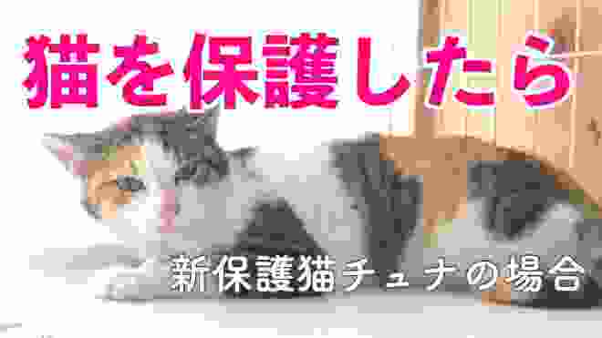 【保護猫】猫を保護したら