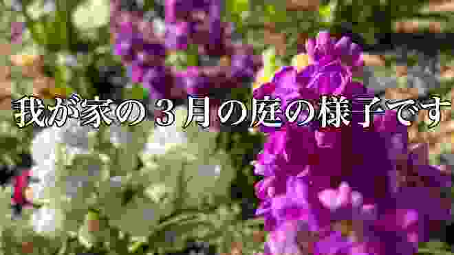 【ガーデニング】～我が家の3月の庭～催花雨の後で