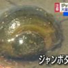 千葉県がジャンボタニシ注意報｜NHK 千葉県のニュース