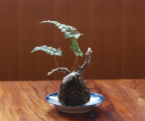 kokedama