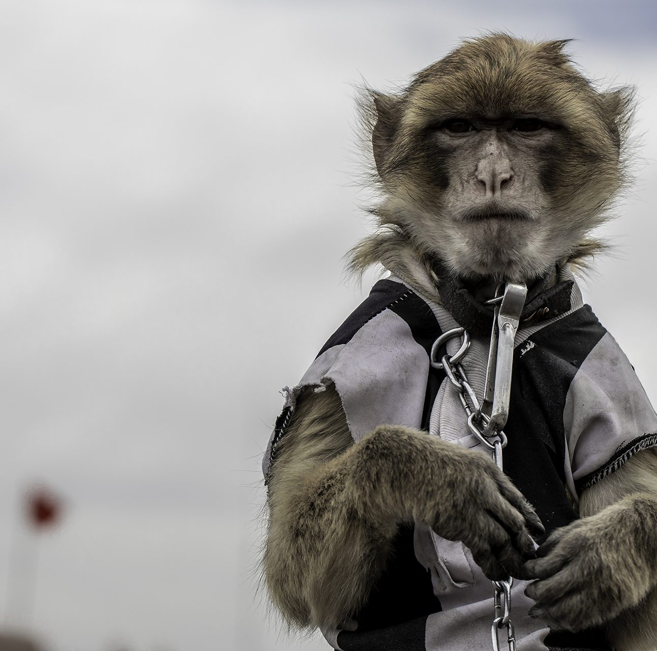 A macaque monkey dressed in a t-shirt with a heavy chain around its neck