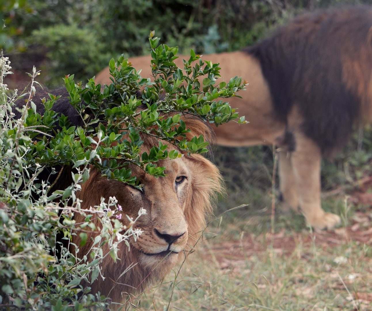 Two black-maned lions standing in the shrubland