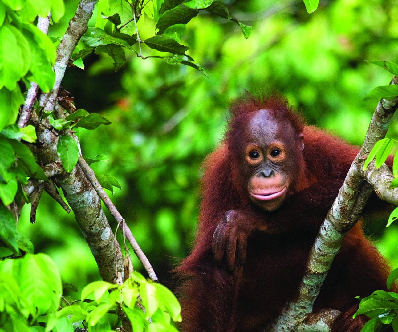 An orangutan sitting in luscious green treetops