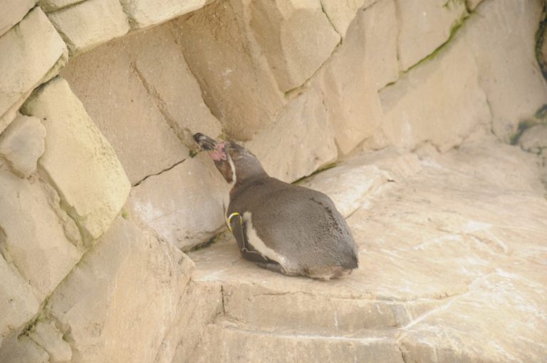 MARINELAND GALLERY