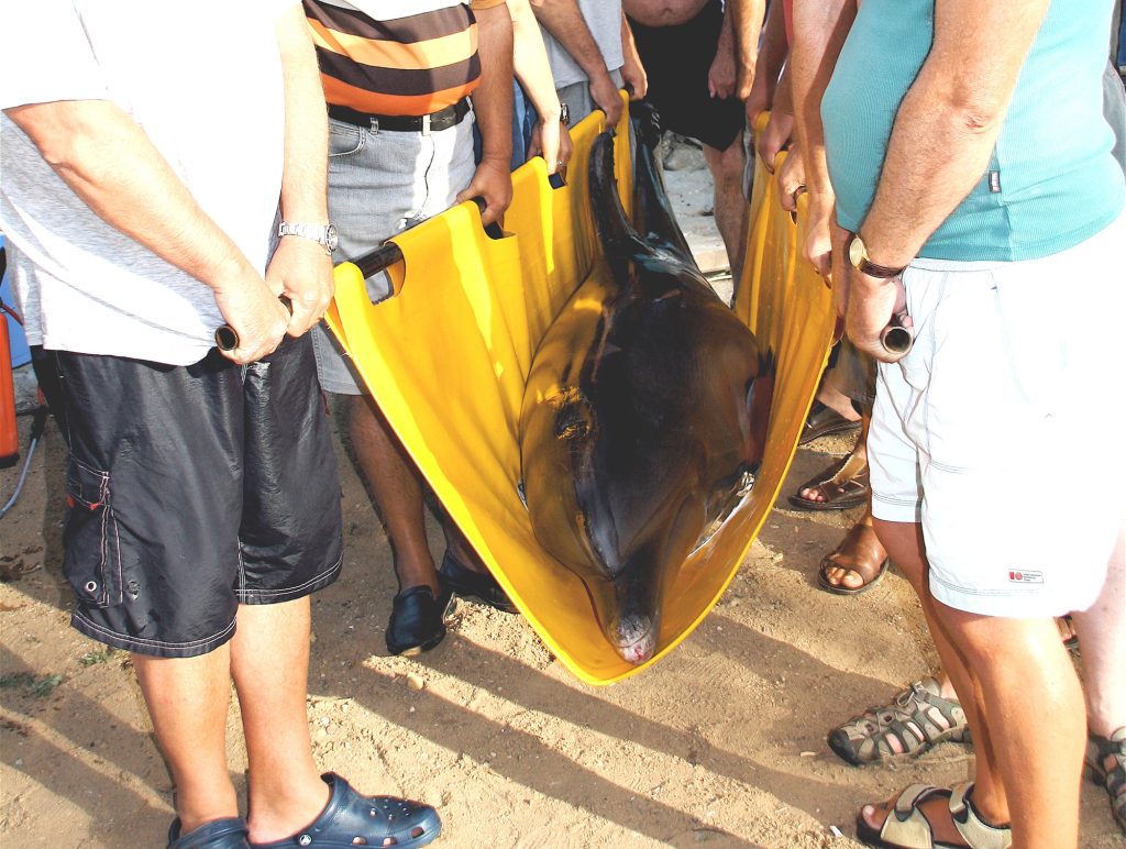 People carrying a dolphin in a sling