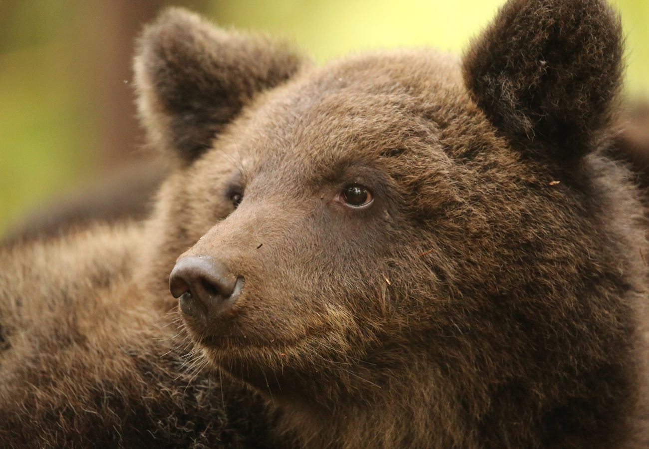 A young brown bear turns its head towards the left