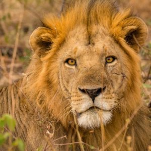 Close up of a male lion's head