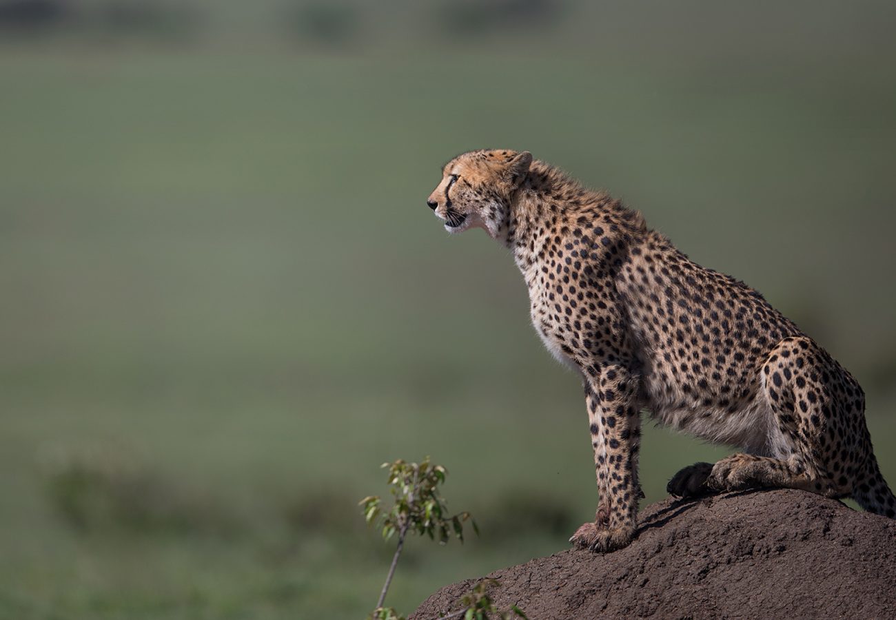 A cheetah sits on top of a mound of earth looking out at the landscape