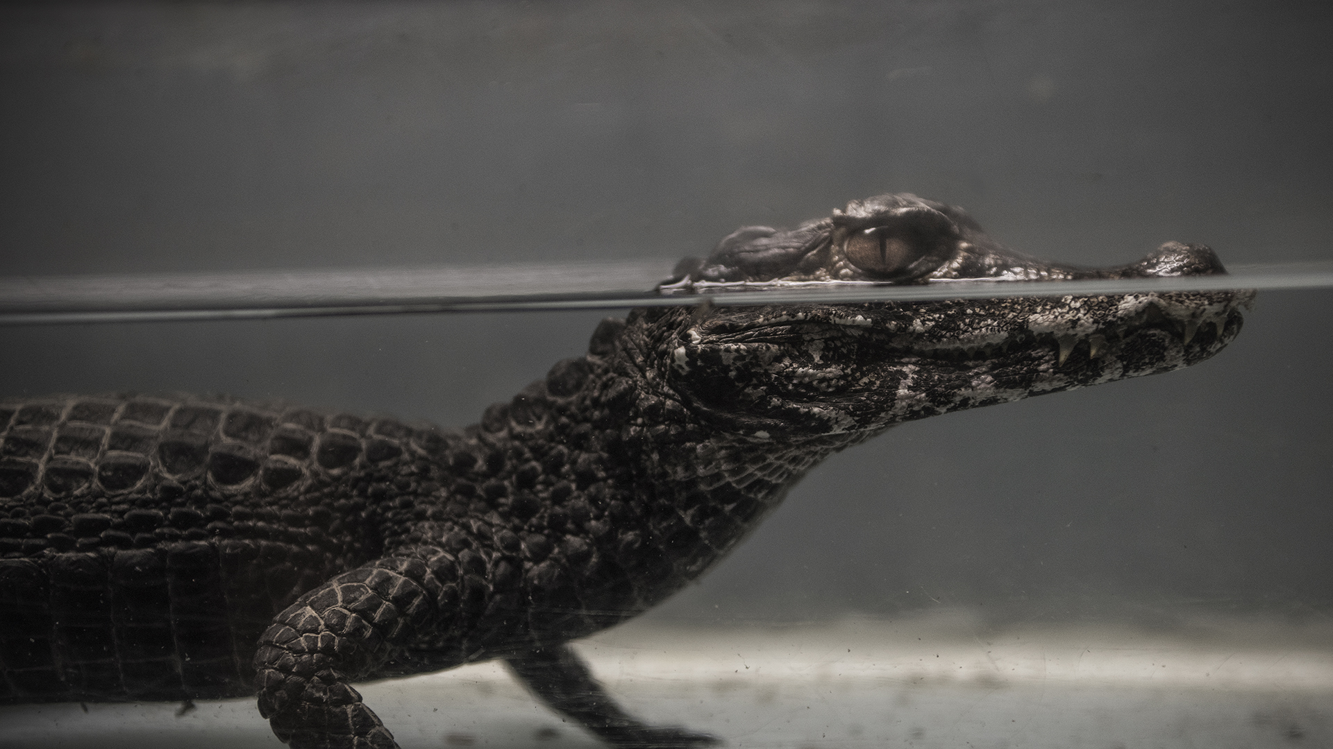 A small crocodile sits submerged in water facing to the right of the image, with just the top of its head and eyes above the water