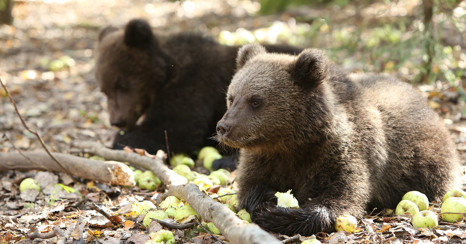 A photo of two brown bear cubs foraging in the forest and eating apples