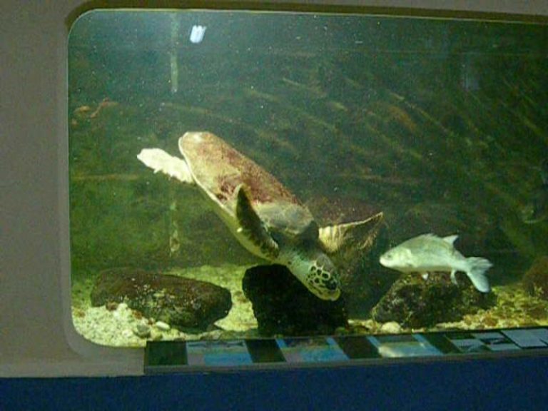 ALGHERO AQUARIUM GALLERY