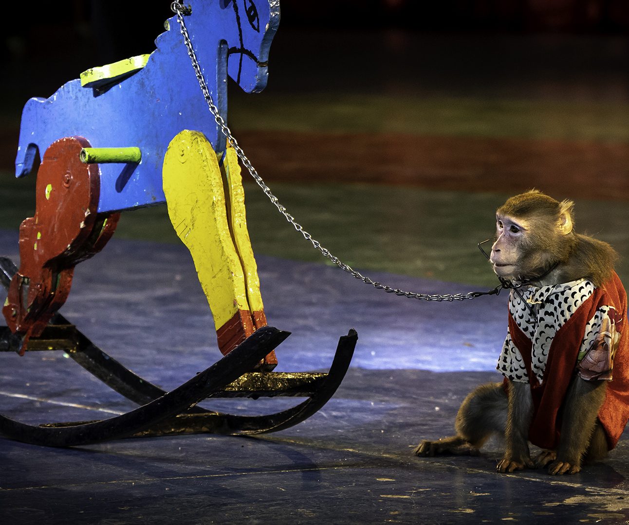 A monkey chained to a rocking horse