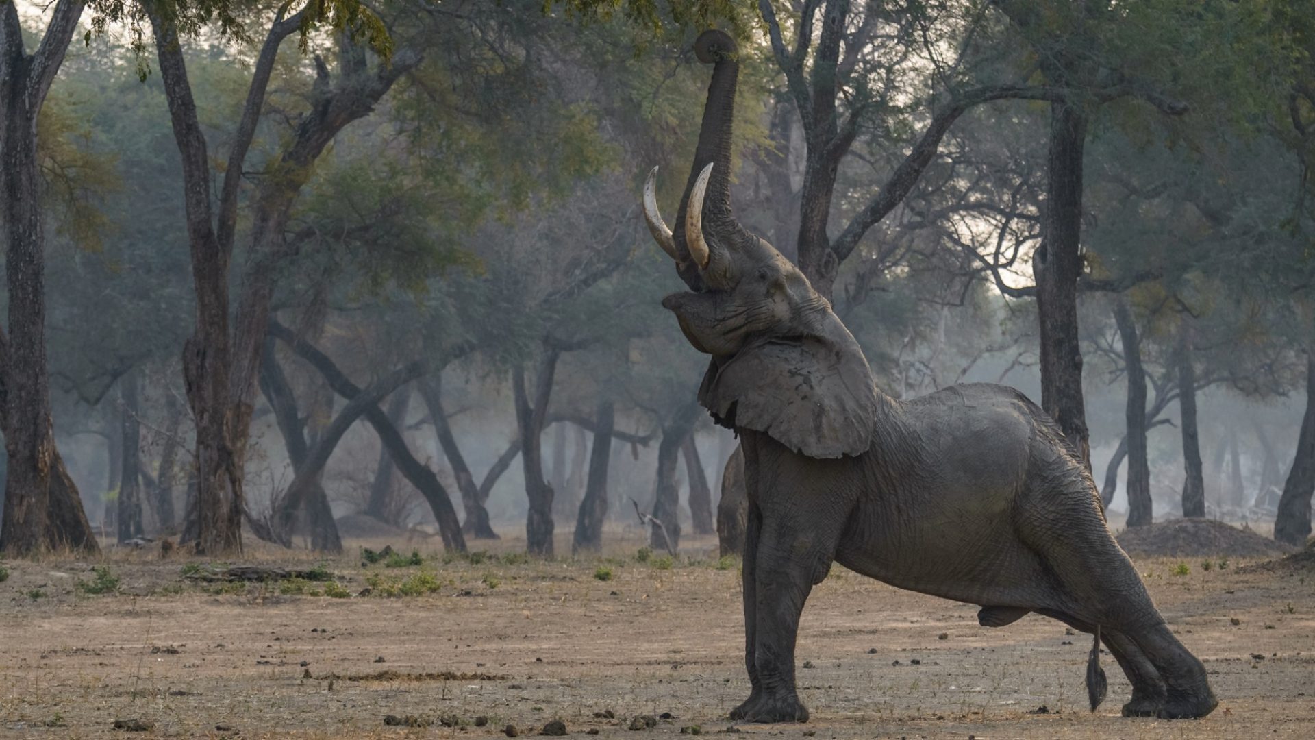 An elephant stretching its back legs out and raising its trunk to the sky