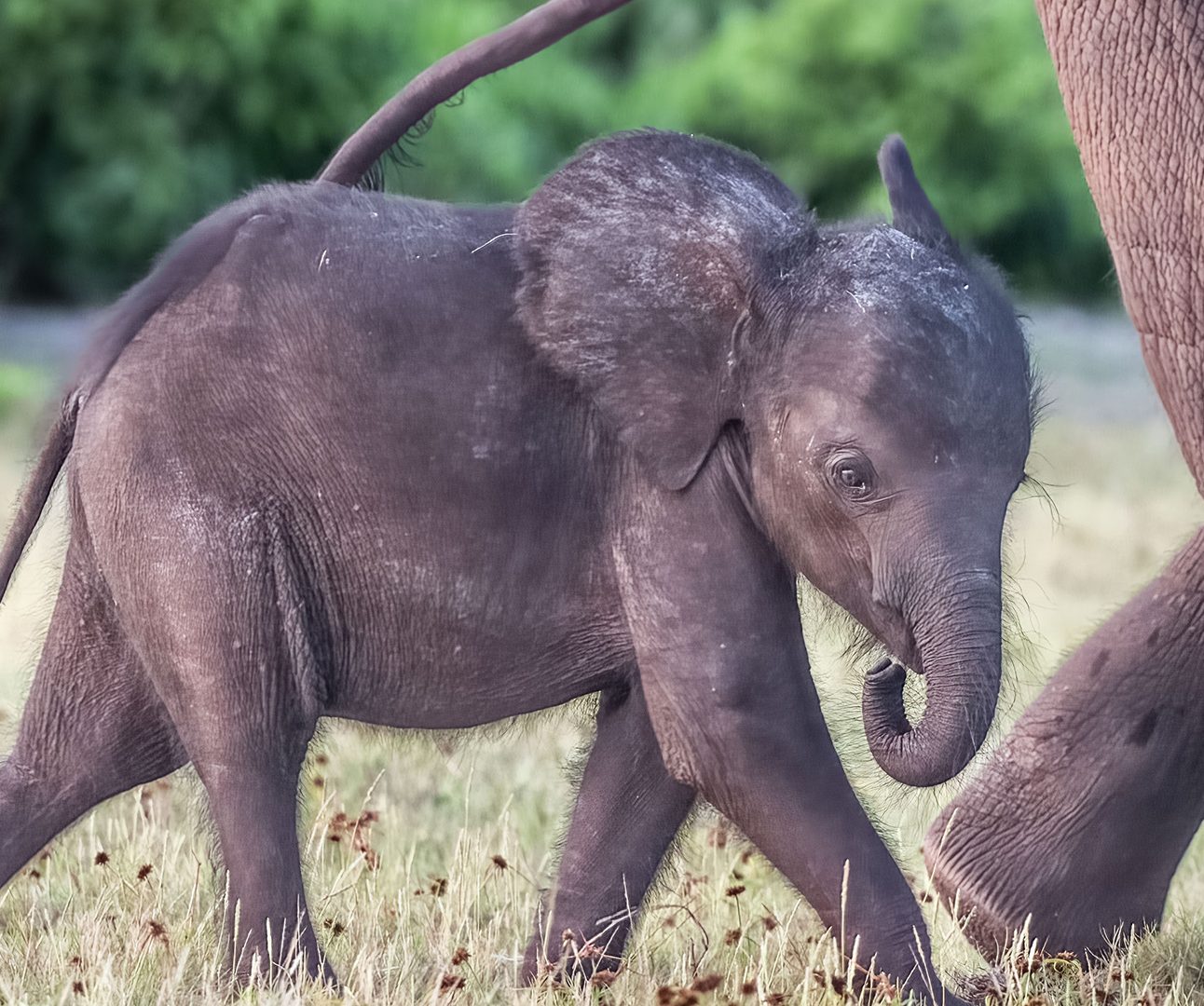 A baby forest elephant walks behind its mother's legs