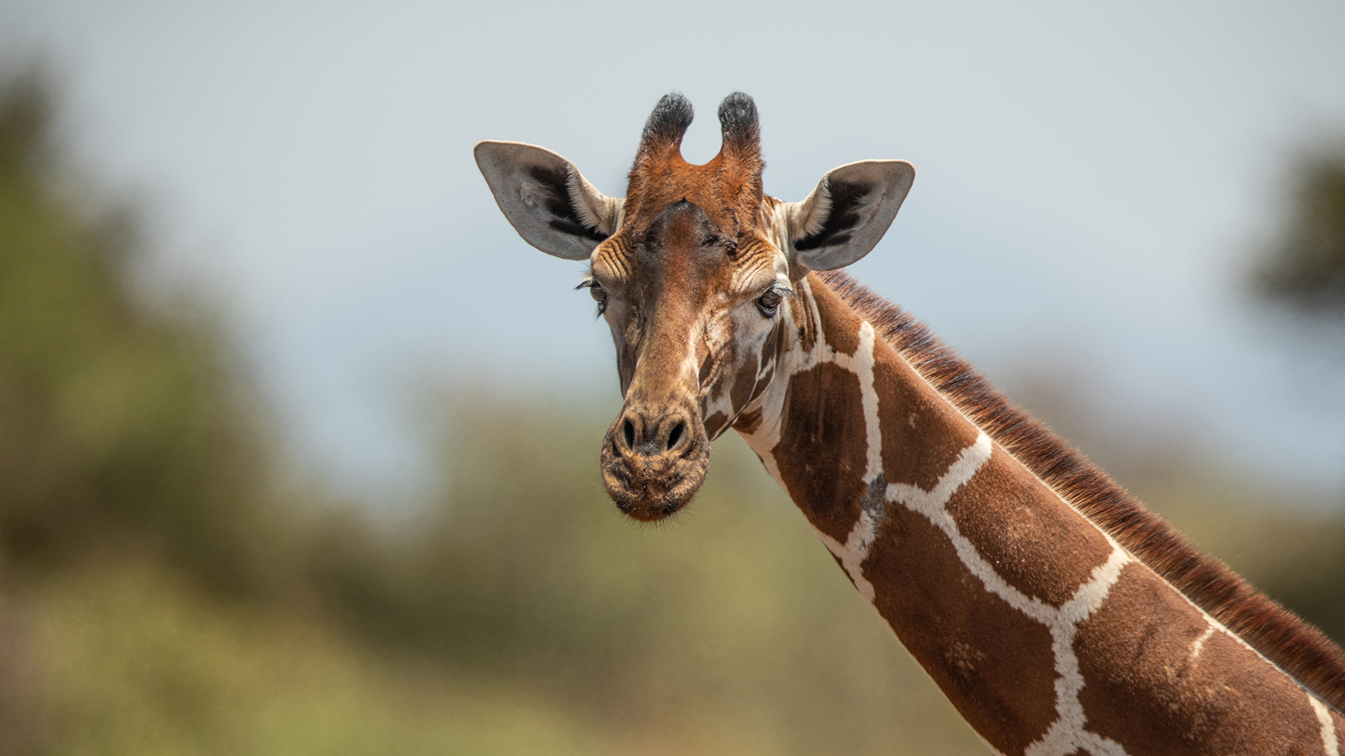 Close up of the head and neck of a giraffe looking at the camera