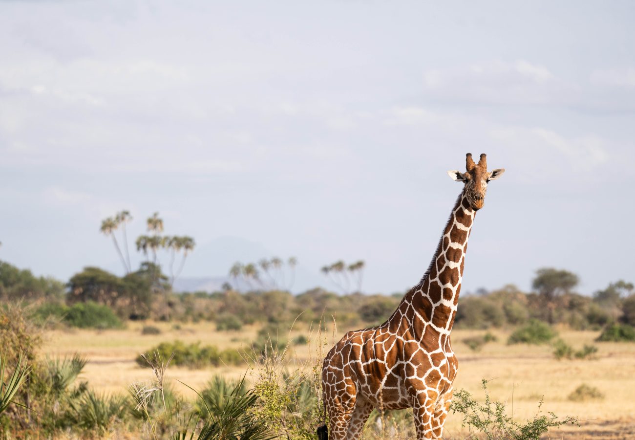 A single giraffe standing tall in Meru National Park