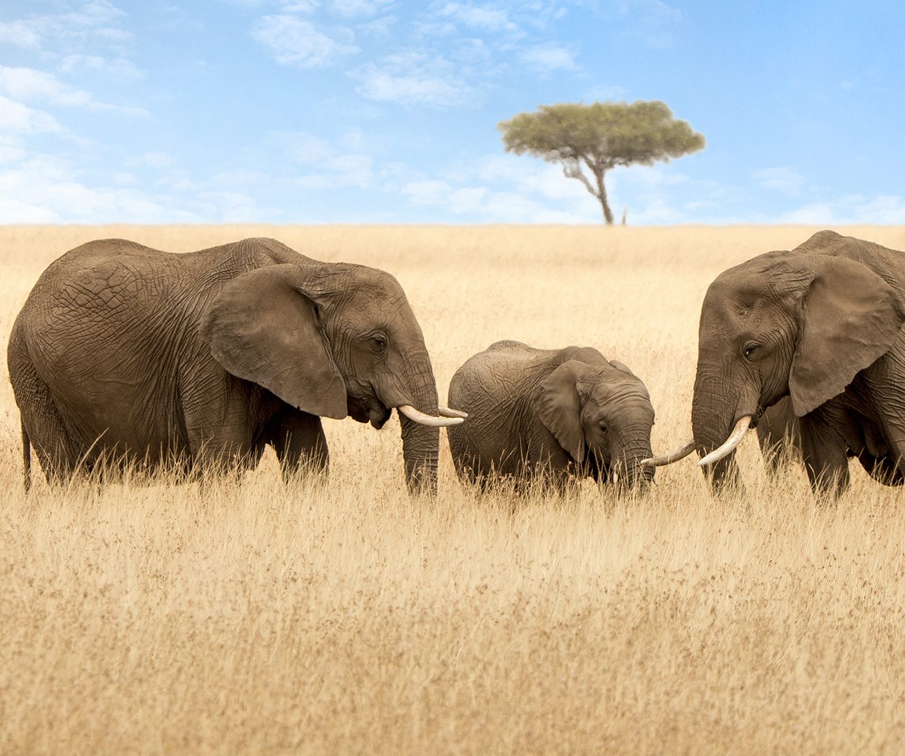 Elephant group in the red-oat grass of the Masai Mara. Two adult females with a calf in open expanse of grassland with acacia trees.