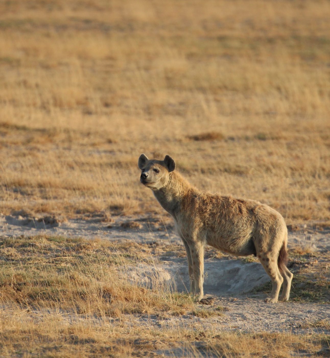 A hyena stood on a grassland, looking into the distance