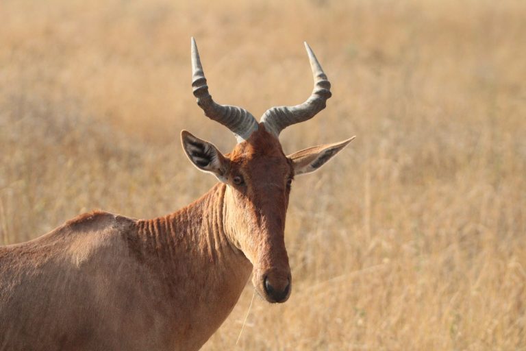 Kenyan wildlife gallery