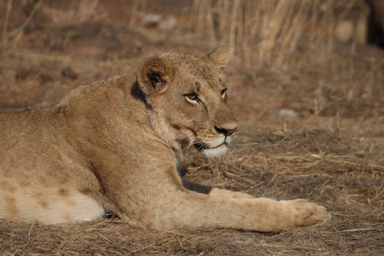 Kenyan wildlife gallery