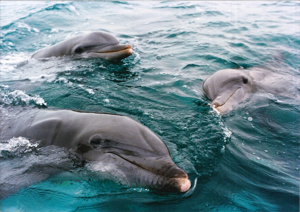 Three dolphins in the sea