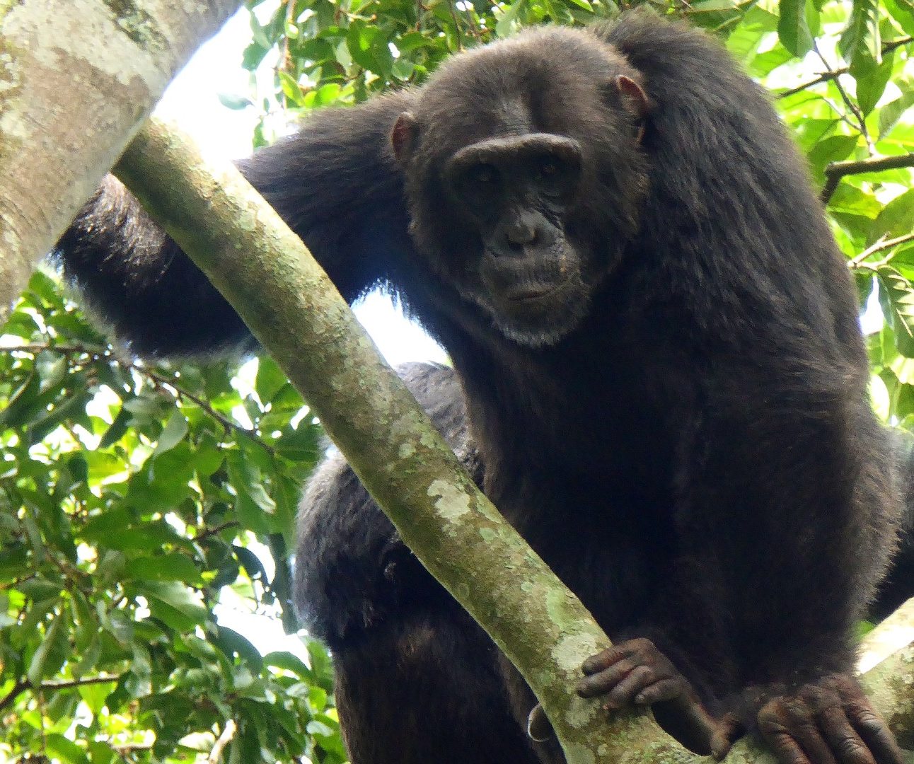 A chimpanzee sitting high up in the treetops, gripping a tree branch