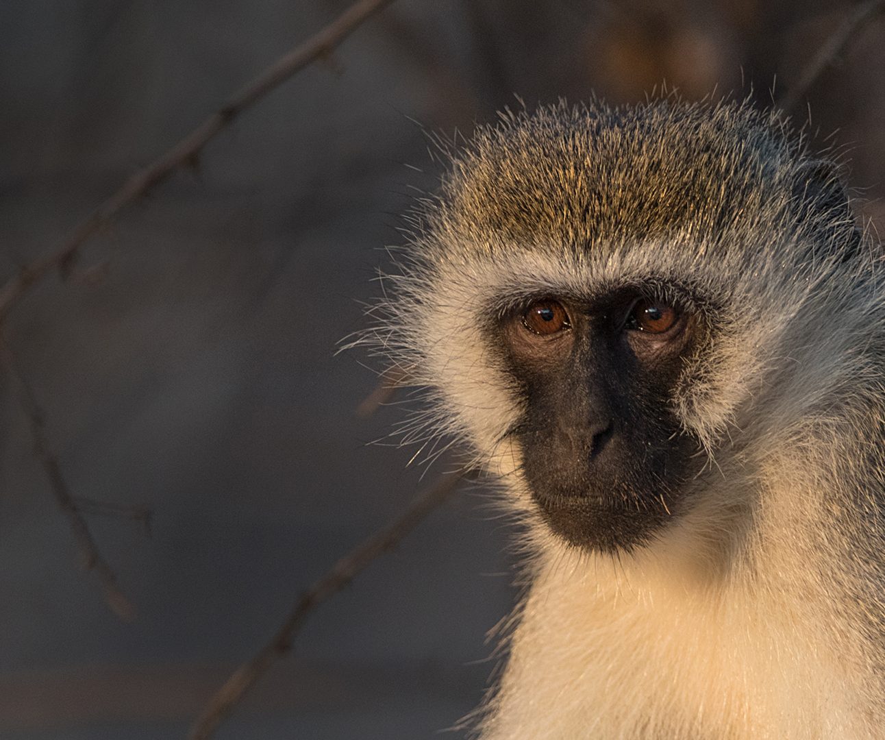 Close up of a vervet monnkey with black face framed with white fur, and grey fur on the top of its head