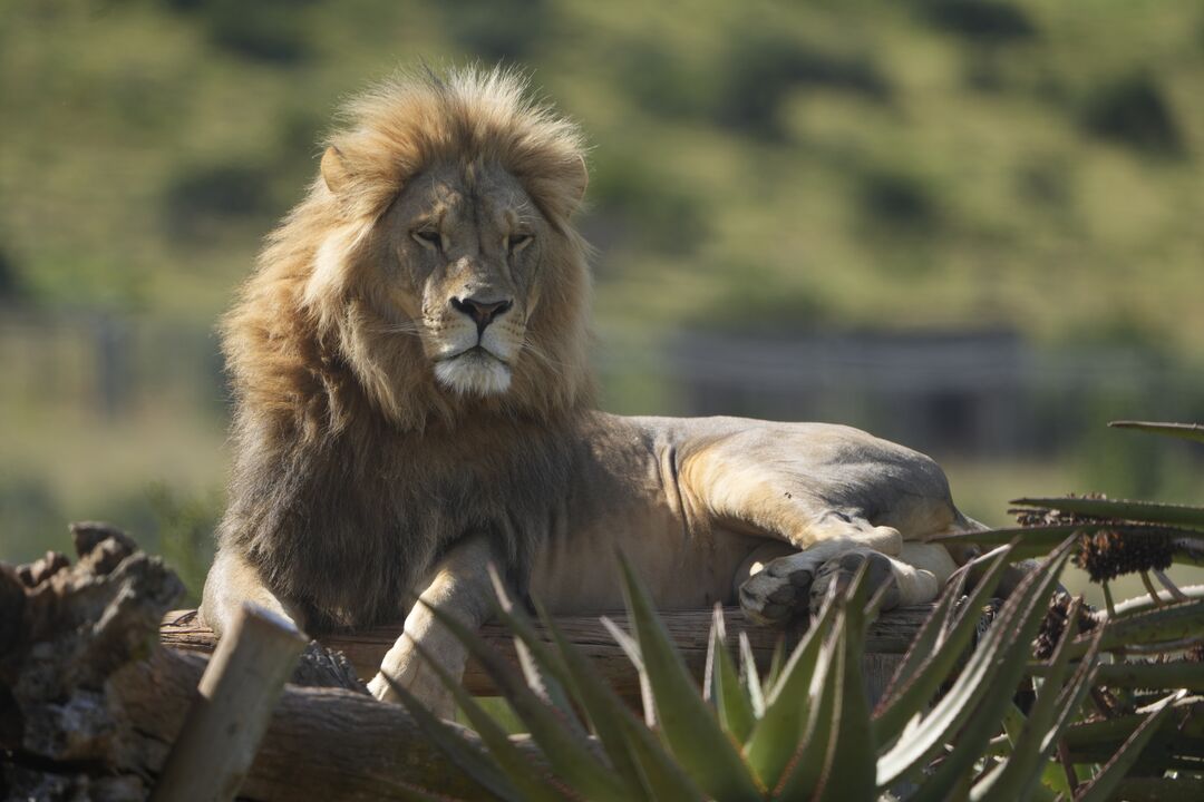 King the Lion sitting on a wooden platform in his sanctuary home