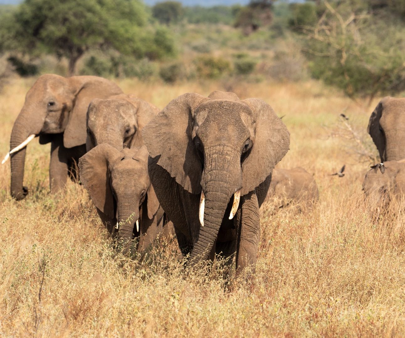 A herd of wild elephants walking through long grass