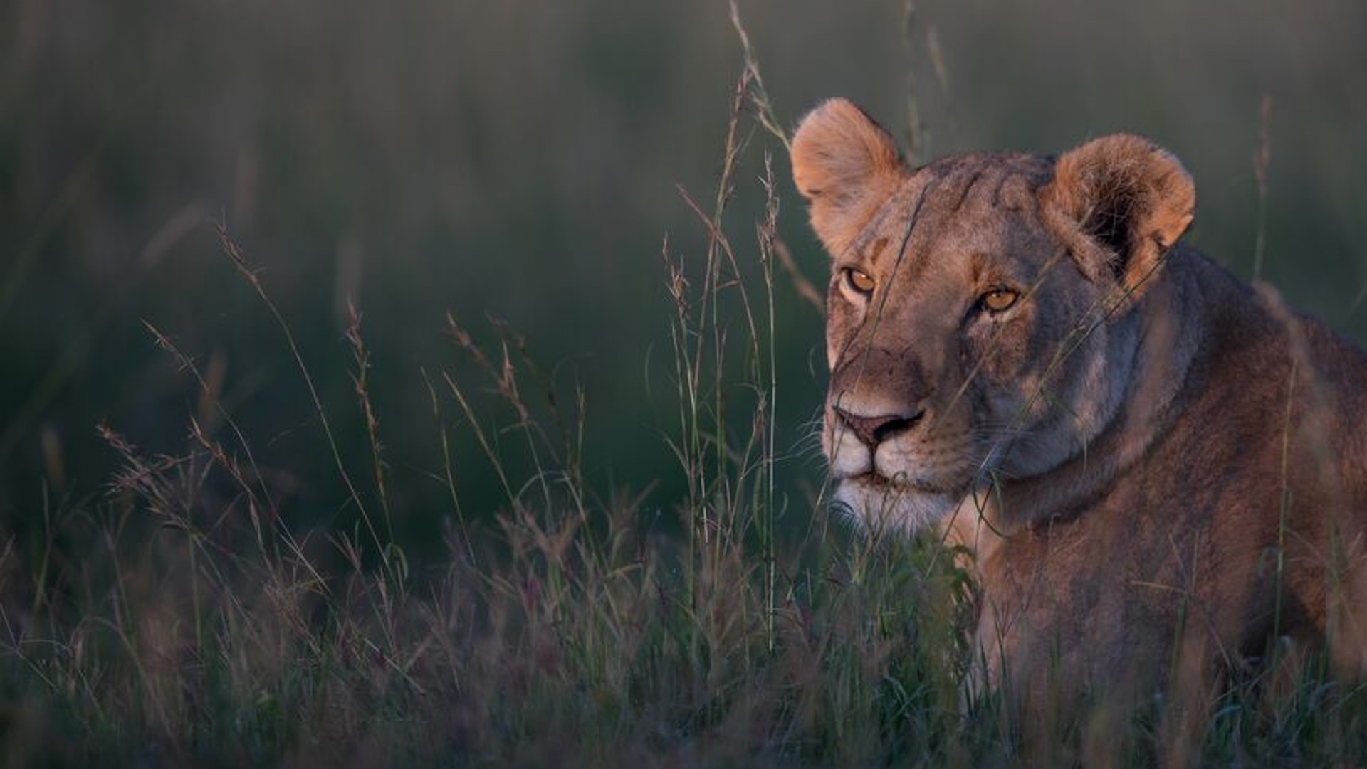 A wild lioness lying in the long grass