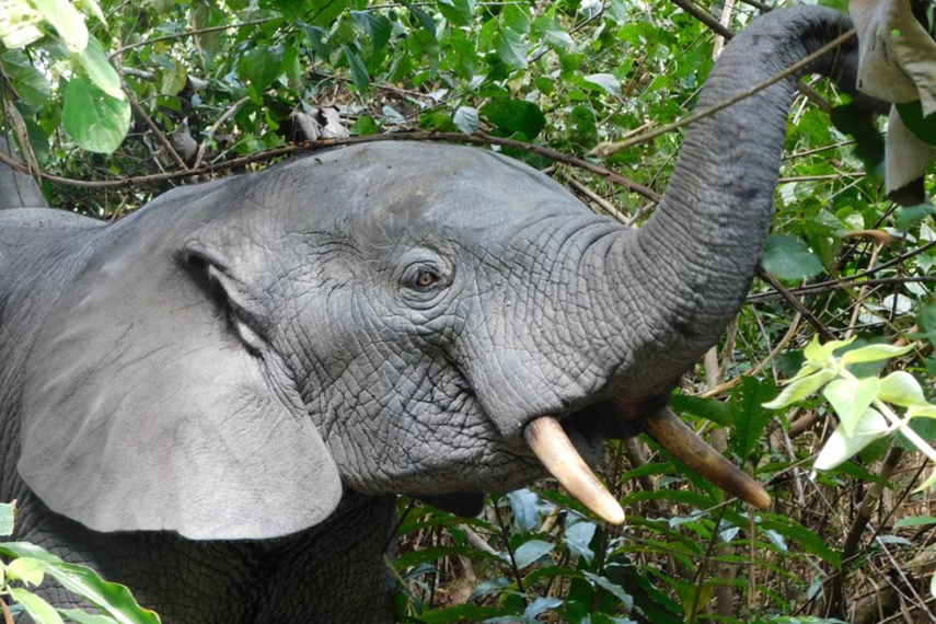 African Forest Elephant (Loxodonta cyclotis) with trunk raised in the air