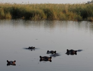 Hippos Savuti channel