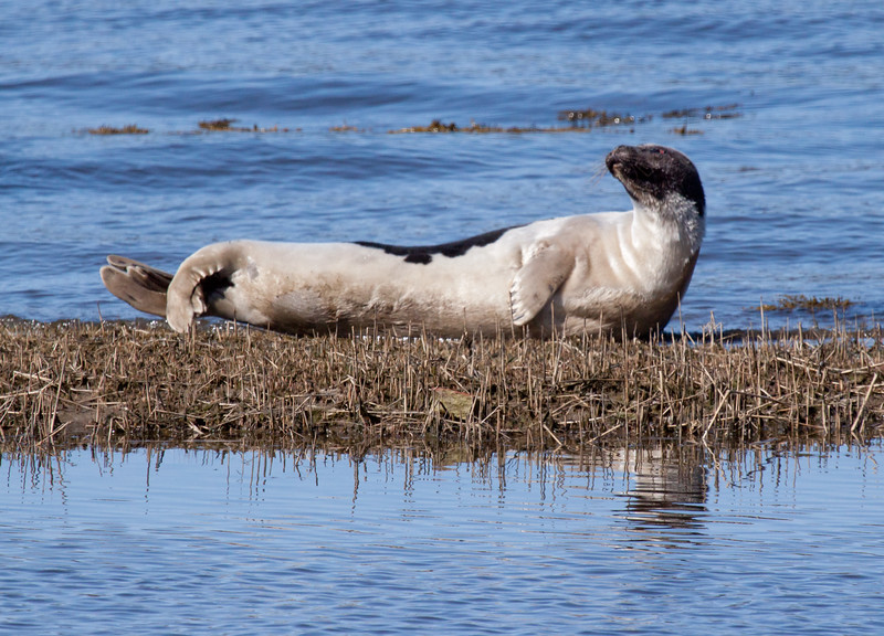 Harp Seal, Phippsburg, Maine Harp Seal, Phippsburg, Maine